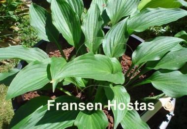 Hosta Purple Passion