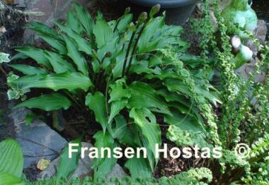 Hosta Purple Passion