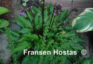 Hosta Purple Passion