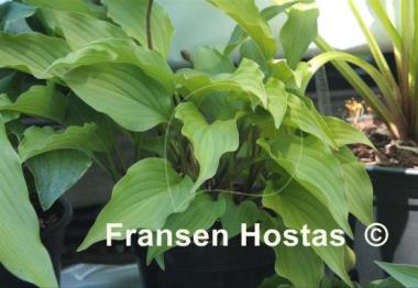Hosta Purple Passion