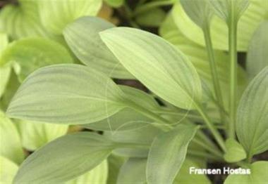 Hosta Purple Profusion