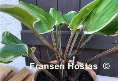 Hosta Purple Sun