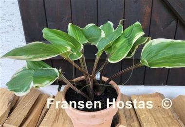 Hosta Purple Sun