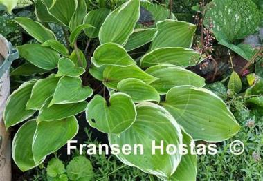 Hosta Purple Sun