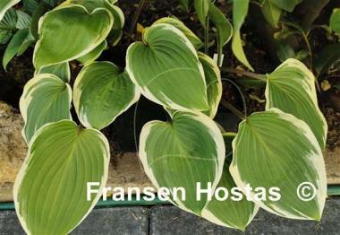 Hosta Purple Sun