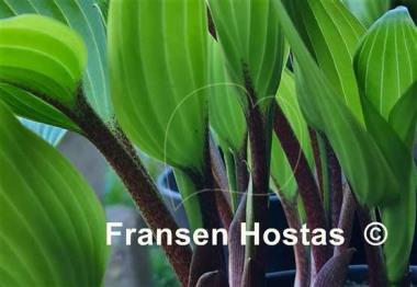 Hosta Purple Sun