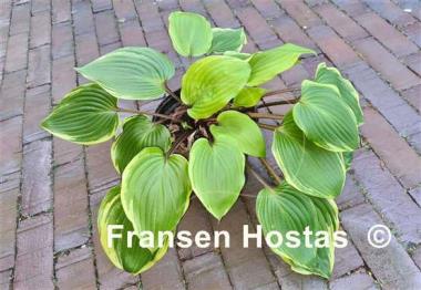 Hosta Purple Sun