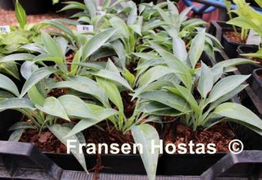 Hosta Purple Verticulated Elf