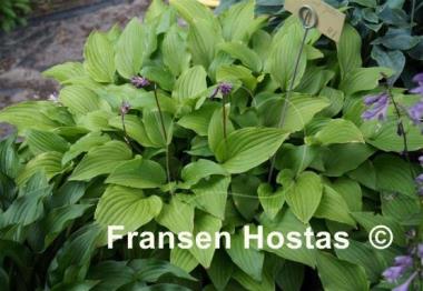 Hosta Purple and Gold