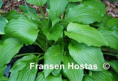 Hosta pachyscapa