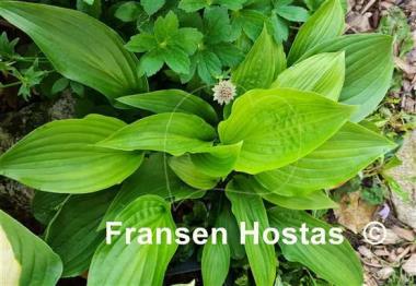 Hosta pachyscapa