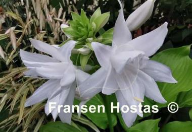 Hosta plantaginea 'Aphrodite'