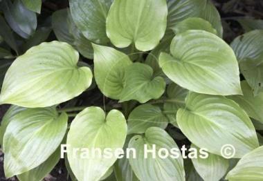 Hosta plantaginea 'Aphrodite'