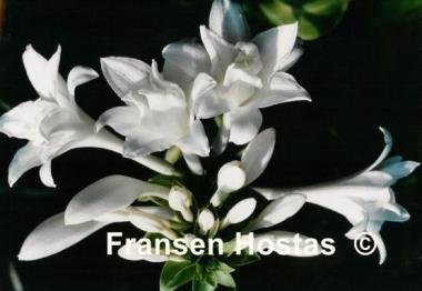 Hosta plantaginea 'Aphrodite'