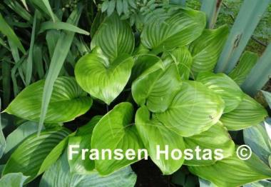 Hosta plantaginea 'Aphrodite'