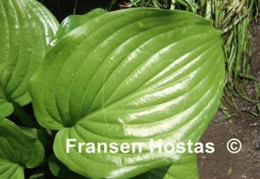 Hosta plantaginea 'Venus'