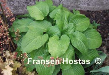 Hosta plantaginea
