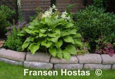 Hosta plantaginea
