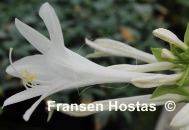 Hosta plantaginea