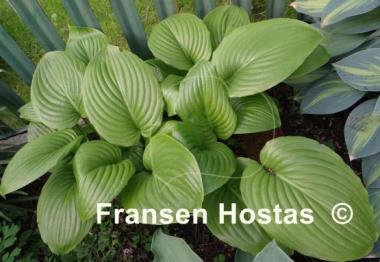 Hosta plantaginea