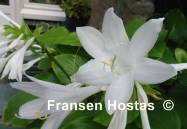 Hosta plantaginea