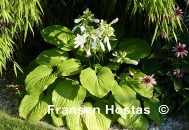Hosta plantaginea