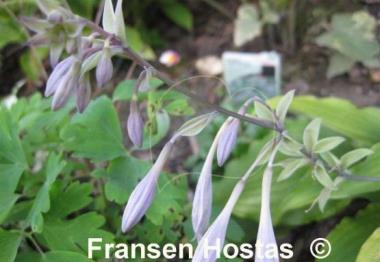 Hosta pycnophylla