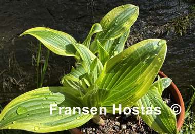 Hosta Quarter Note