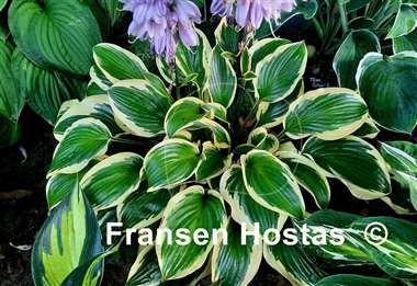 Hosta Queen Josephine