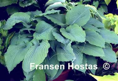 Hosta Queen of the Seas