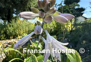Hosta Quicksand