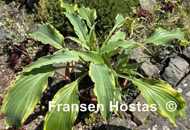 Hosta Quicksand