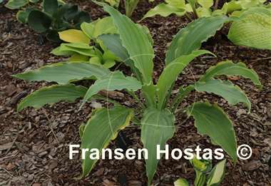 Hosta Quicksand