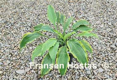 Hosta Quicksand