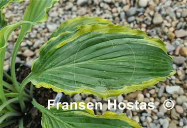 Hosta Quicksand