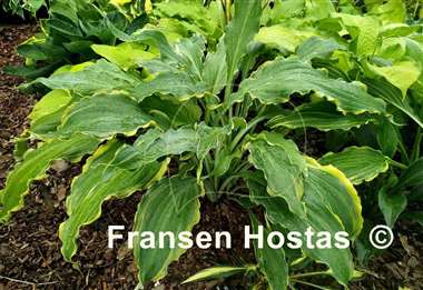 Hosta Quicksand