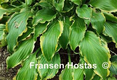 Hosta Quicksand