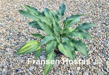 Hosta Quiet Life