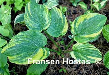Hosta Quiet Wyatt