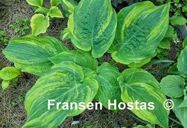 Hosta Quiet Wyatt