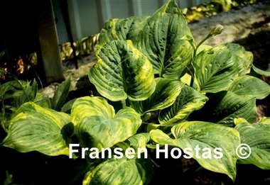 Hosta Quiet Wyatt
