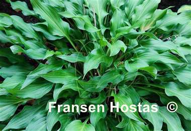 Hosta Quill