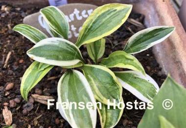 Hosta Quarter Note