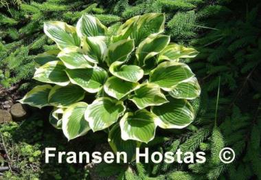 Hosta Queen Josephine