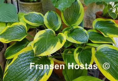 Hosta Queen Josephine