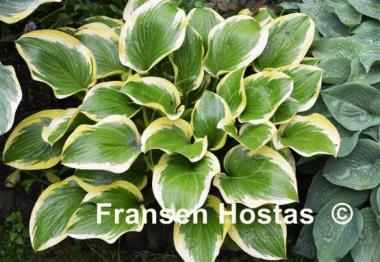 Hosta Queen Josephine