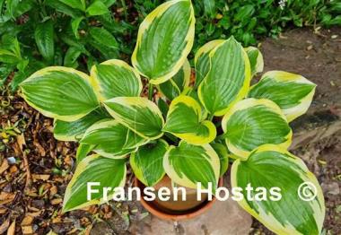 Hosta Queen Josephine