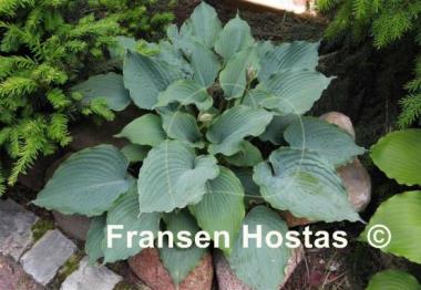 Hosta Queen of the Seas