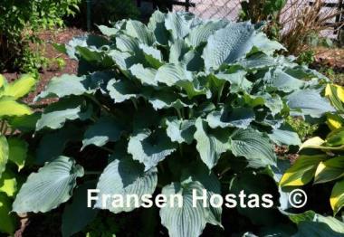 Hosta Queen of the Seas