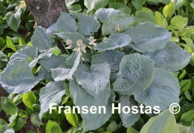 Hosta Queen of the Seas